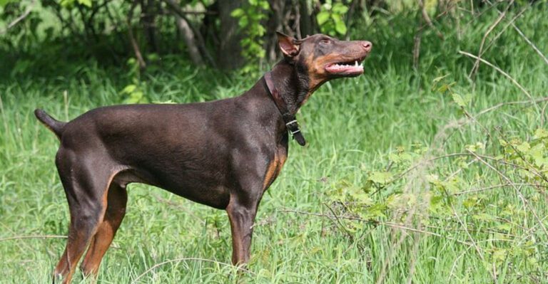 If loyalty had a face it might look like these 12 dogs waiting for you at the door dog news