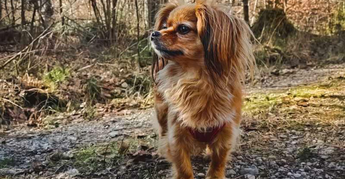 If personality matters more than popularity these 13 dog breeds belong on your list