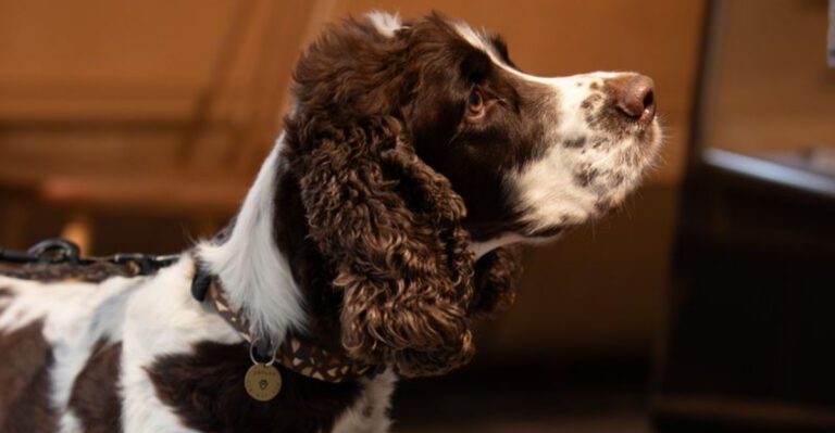 If you trust these 13 breeds off leash make sure you understand the risks first dog news