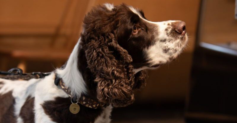 If you trust these 13 breeds off leash make sure you understand the risks first