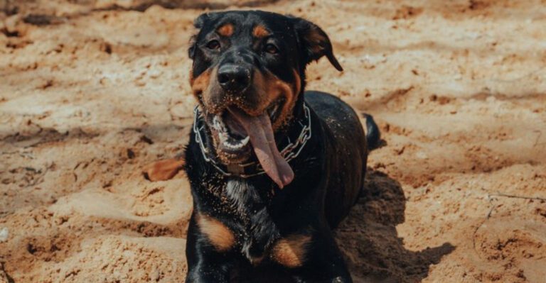 If you value your furniture learn about these 13 heavy chewing dog breeds first dog news
