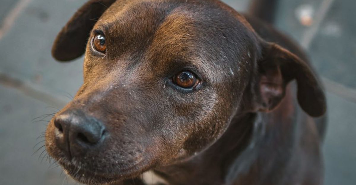 If your dog does these 10 things, you’ve earned something special