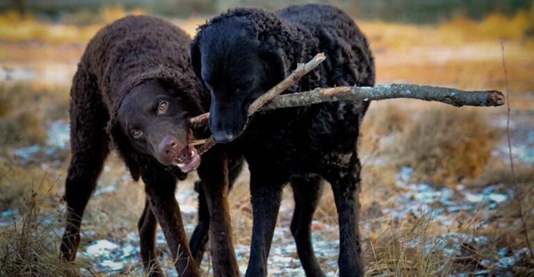 Looking beyond the most popular breeds These 11 are worth your attention dog news