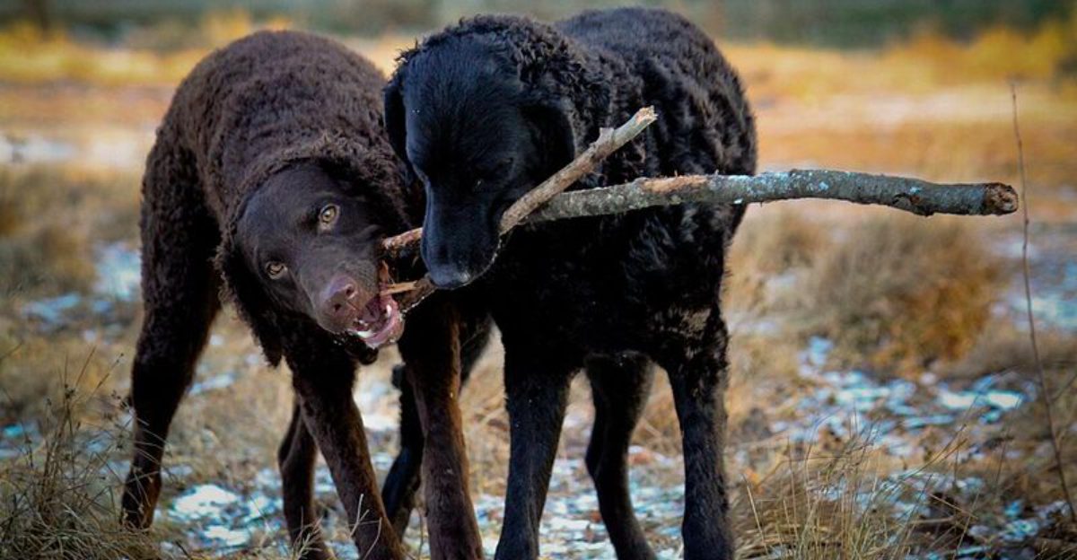 Looking beyond the most popular breeds These 11 are worth your attention