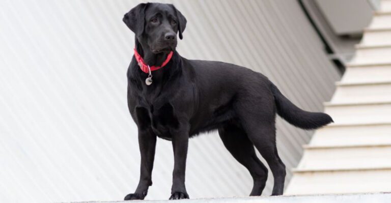 Looking for a kid friendly companion These 10 breeds consistently stand out dog news