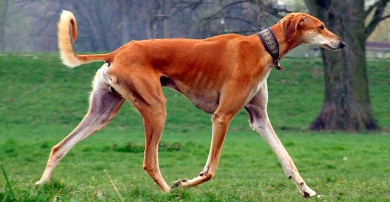 Looking for a neat companion These 13 dog breeds seem to enjoy order as much as their owners dog news
