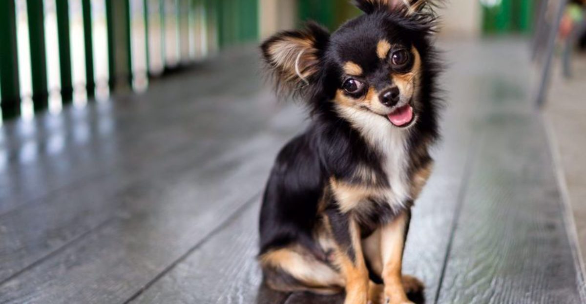Looking for a pocket sized best friend These 16 breeds are hard to beat