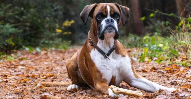 Loyalty comes naturally to these 12 dogs but so does protection dog news
