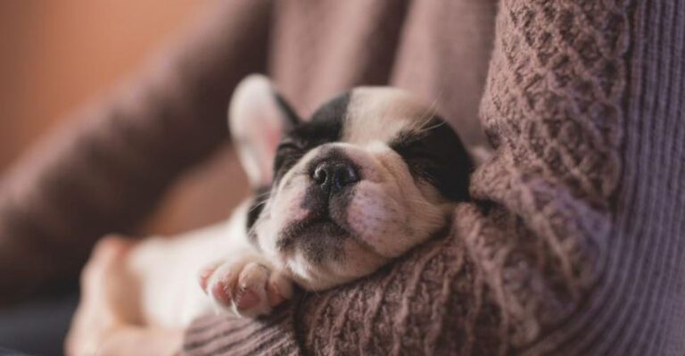 Most owners miss these 11 powerful signs of canine love dog news
