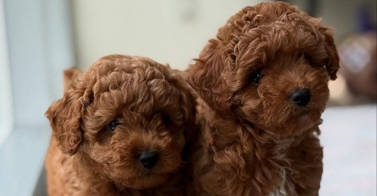 Not every doodle is easy These 10 improve life while these 4 can completely take it over