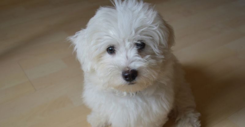 Older owners keep recommending these 10 dog breeds for one simple reason they make life easier