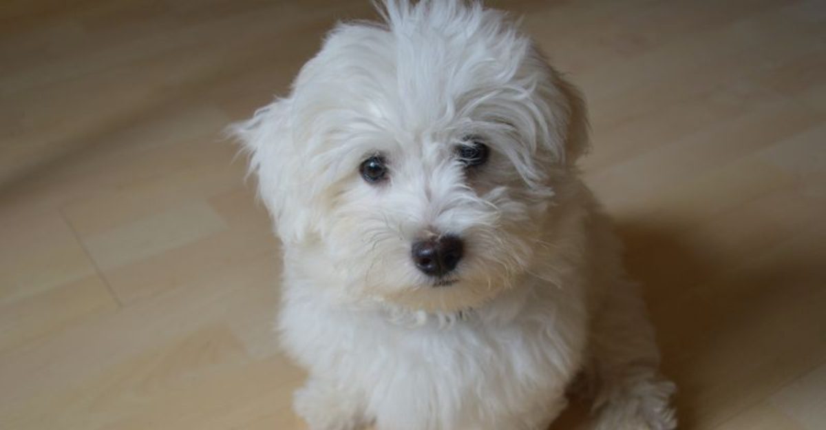 Older owners keep recommending these 10 dog breeds for one simple reason they make life easier