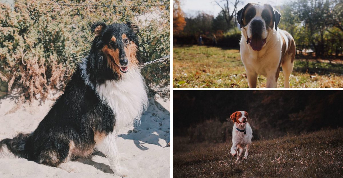 Once Americas favorite backyard dogs – 13 breeds that deserve another chance