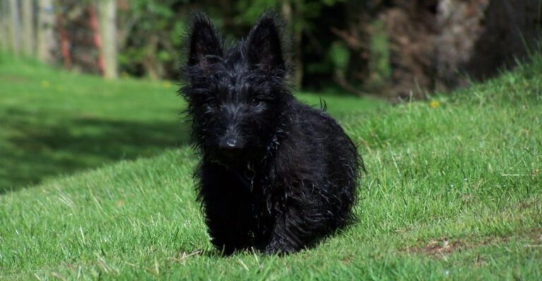 People call these 14 dog breeds unfriendly owners strongly disagree dog news