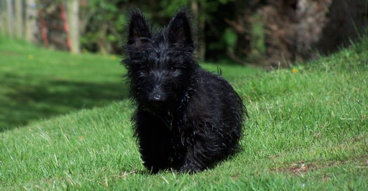 People call these 14 dog breeds unfriendly owners strongly disagree