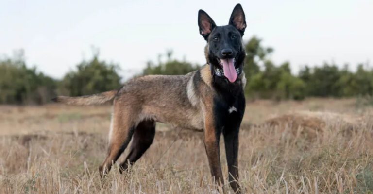 People trust these 12 dogs for protection then they discover these 4 hidden gems dog news