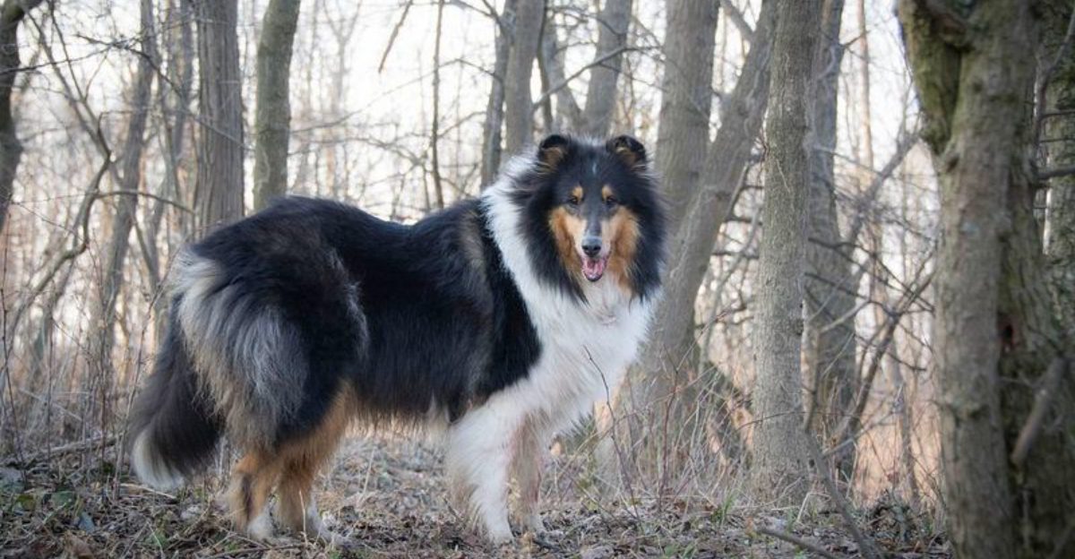 Remember these dogs? 13 breeds that ruled American neighborhoods in the 1970s