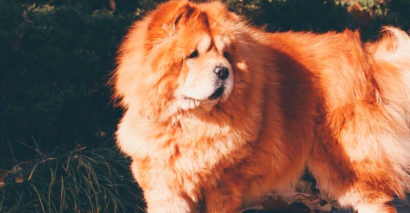 Social media made these 14 dog breeds famous but ownership tells a different story