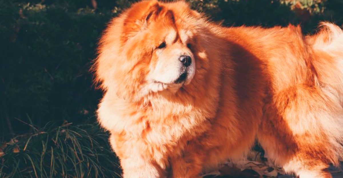 Social media made these 14 dog breeds famous but ownership tells a different story