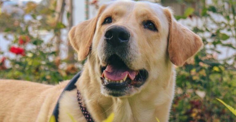 Some dog breeds never lose their appeal These 13 prove it dog news