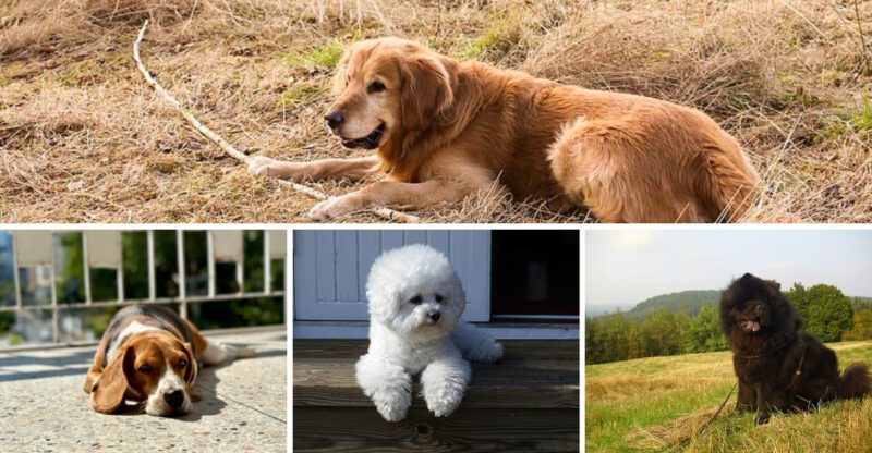 Some dogs greet everyone with a wag these 11 certainly do while these 3 rarely relax