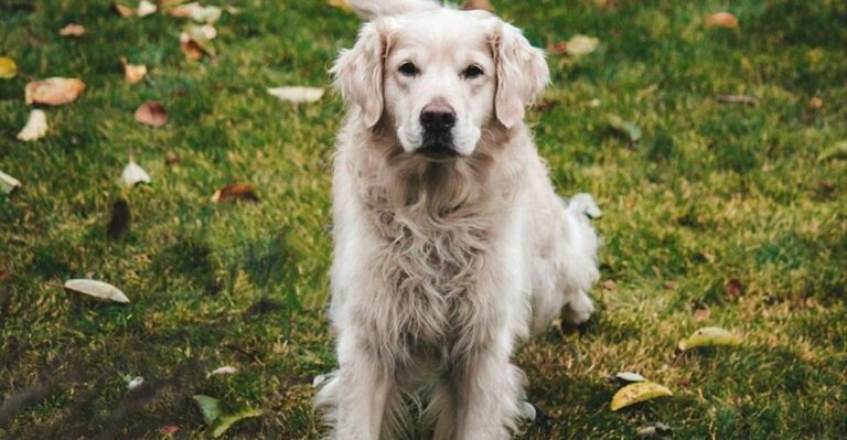 Some dogs mature emotionally just like people These 15 prove it dog news