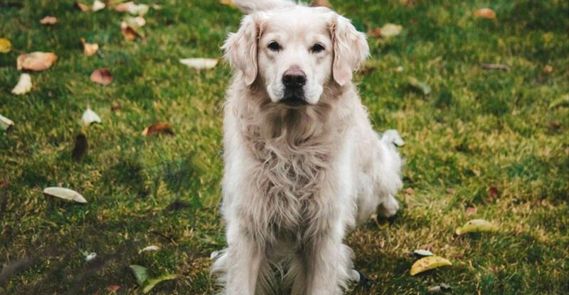 Some dogs mature emotionally just like people These 15 prove it