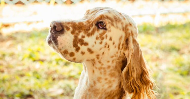 The 12 dog breeds every kid wanted growing up in the 90s – Plus 3 that quietly disappeared dog news