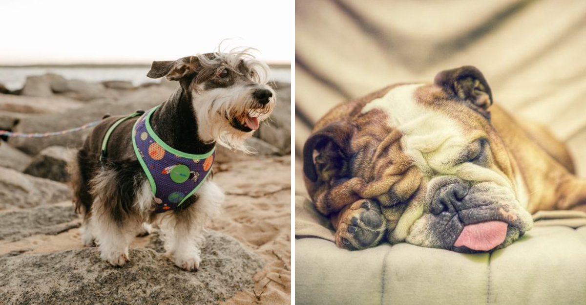 The classic dog breeds that never really went out of style – 14 timeless companions