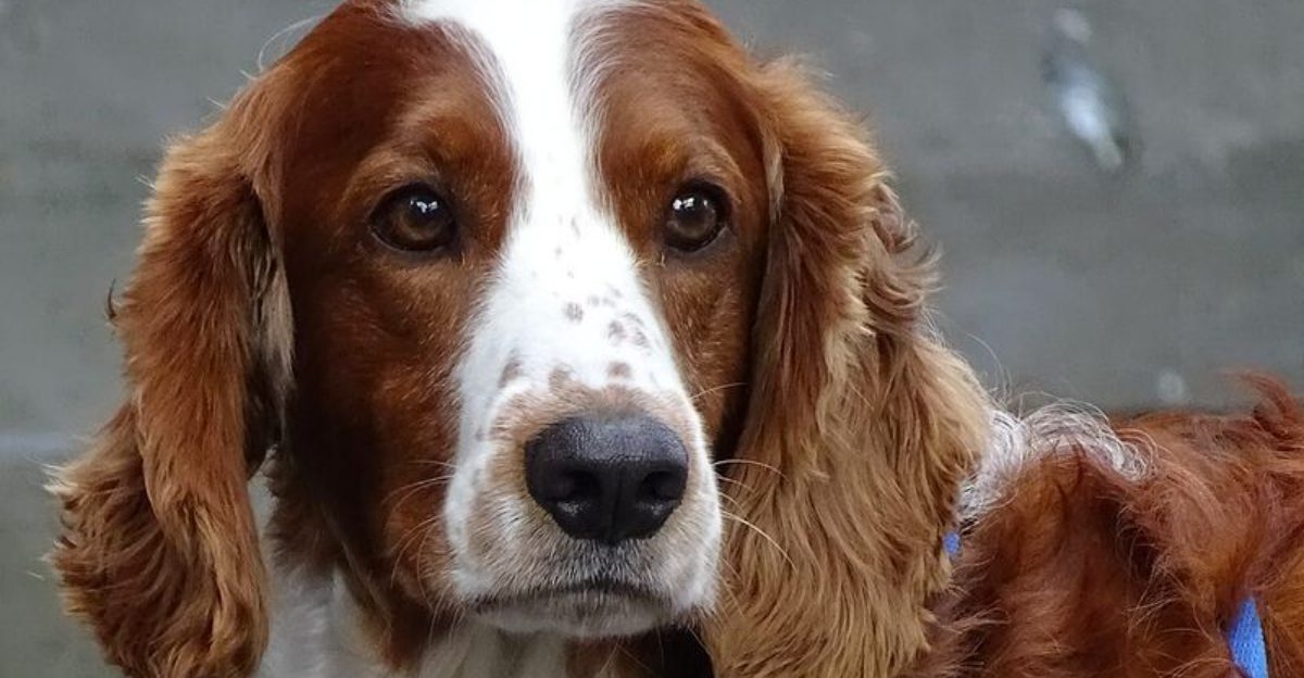 The comeback nobody saw coming These 10 old school dog breeds are winning hearts all over again