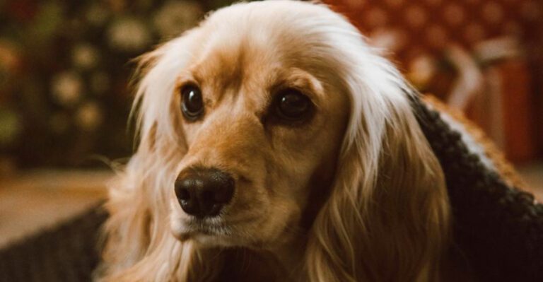 The dogs that filled family photo albums before social media – 13 unforgettable breeds dog news