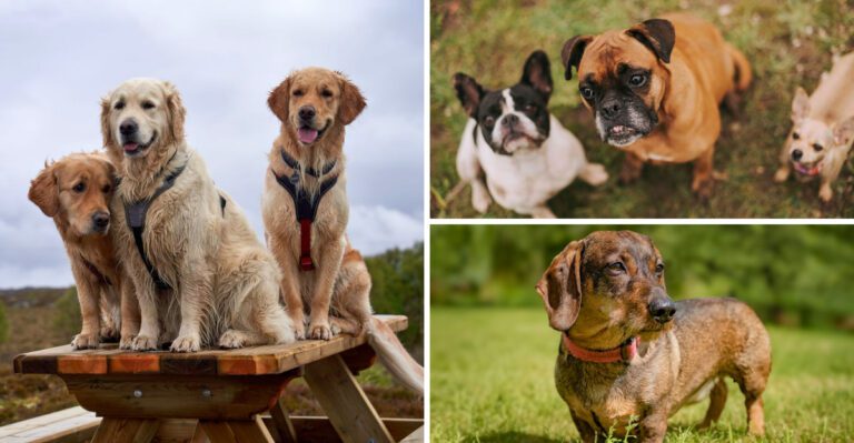 The golden age of family dogs – 12 breeds that made the 1980s unforgettable dog news