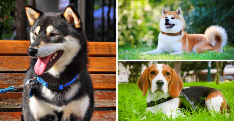 The hype is finally fading – 13 dog breeds people are beginning to see differently plus 4 that never deserved the hype at all dog news