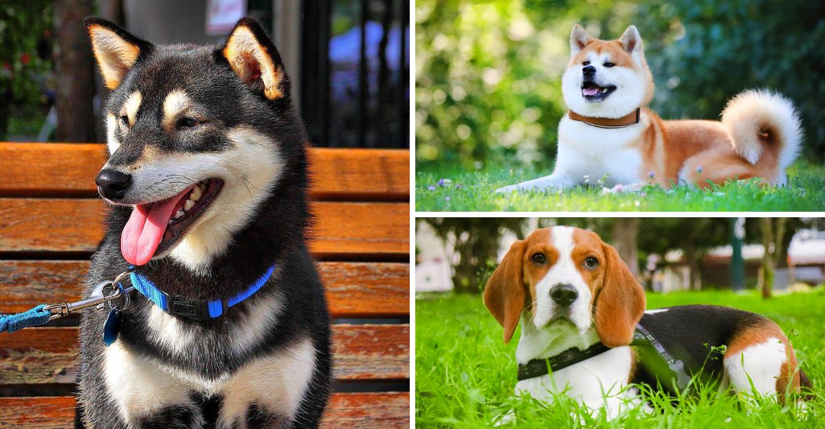 The hype is finally fading – 13 dog breeds people are beginning to see differently plus 4 that never deserved the hype at all