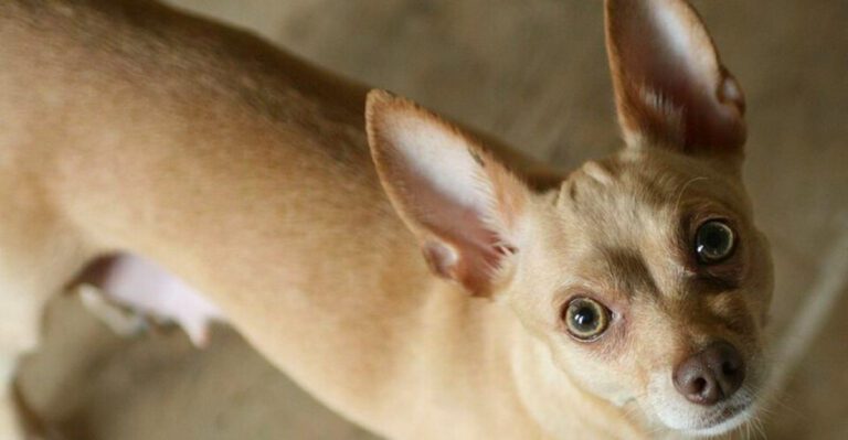 The numbers keep pointing to these 11 breeds but these 3 may surprise you even more dog news