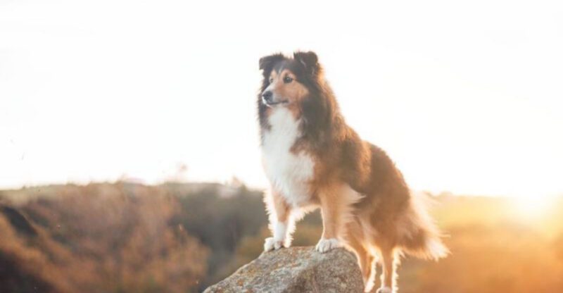 These 10 clues help explain whether your dogs behavior is loyalty or stress