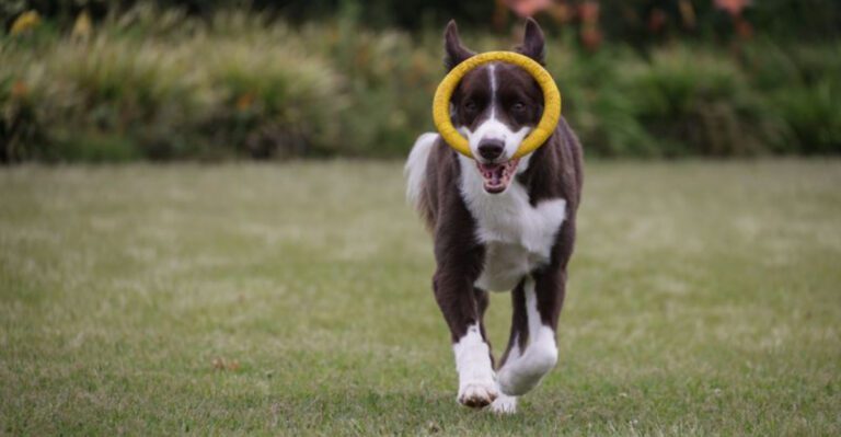 These 10 dog breeds would rather be sleeping right now - these 4 have ...