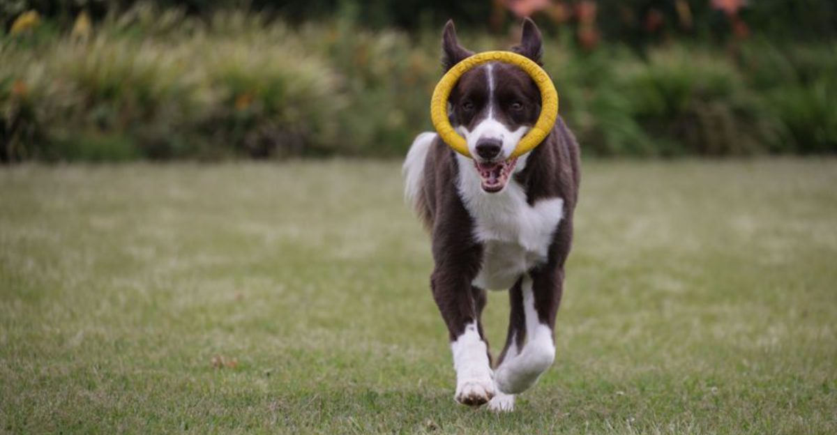 These 10 dog breeds would rather be sleeping right now – these 4 have other plans