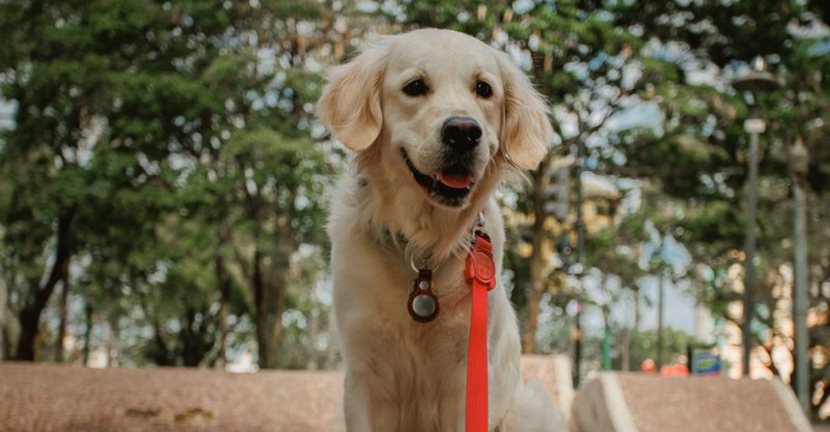 These 10 dogs win families over with their calm and loving personalities
