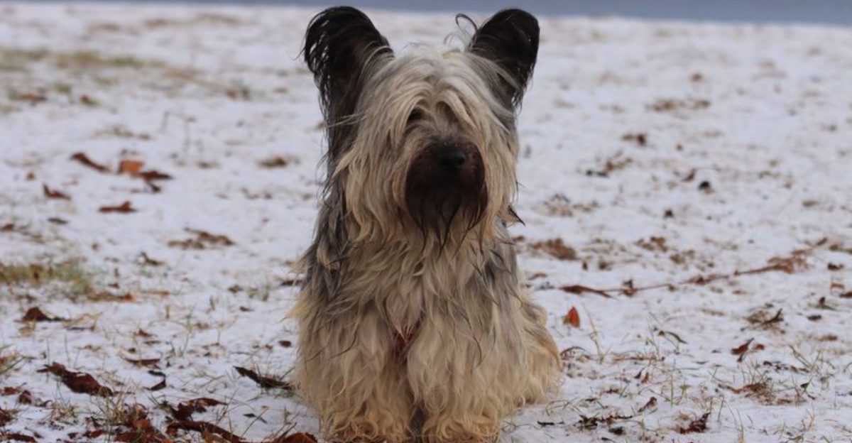 These 10 old school dog breeds are quietly making a comeback – Plus 3 younger owners are rediscovering