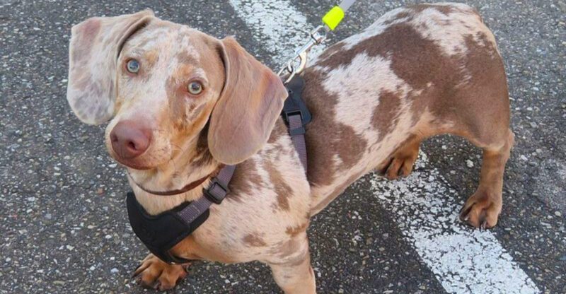 These 11 dog breeds disappear the second you trust them off leash – Plus 3 that almost never look back