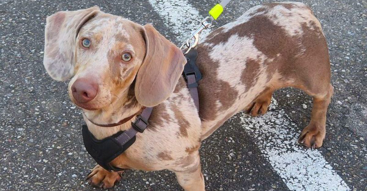 These 11 dog breeds disappear the second you trust them off leash – Plus 3 that almost never look back