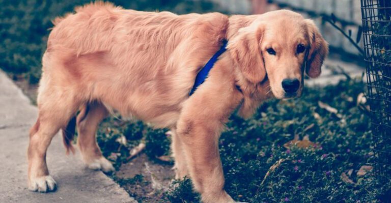 These 11 dog breeds love so deeply that being alone feels genuinely difficult dog news