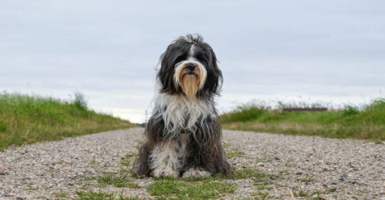 These 11 dogs dont always make a strong first impression but they rarely get forgotten dog news