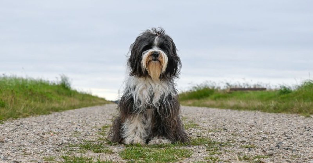 These 11 dogs don’t always make a strong first impression, but they rarely get forgotten