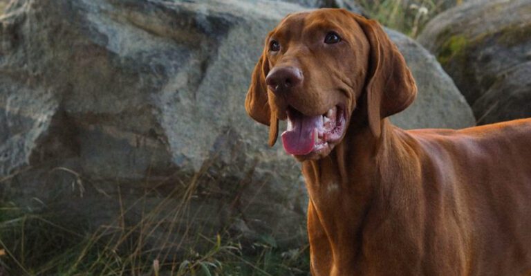 These 11 dogs dont just love you They build their entire world around you dog news