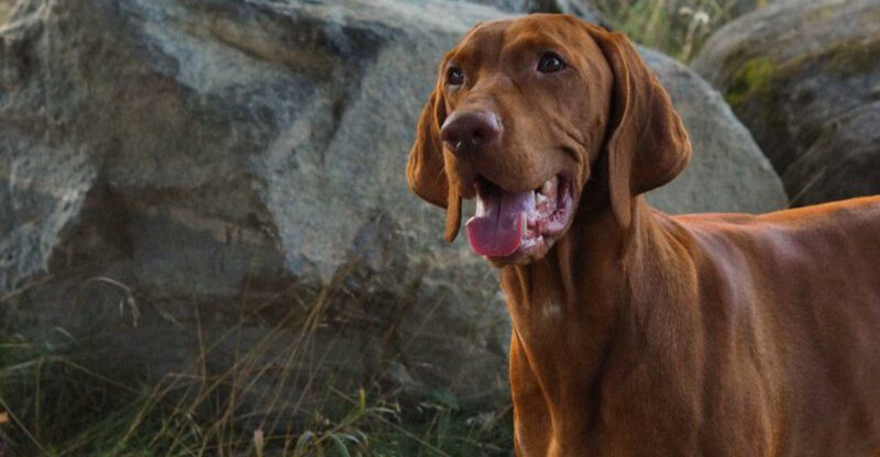 These 11 dogs dont just love you They build their entire world around you