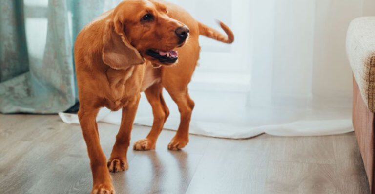 These 12 behaviors may suggest your dog needs more engagement and support dog news