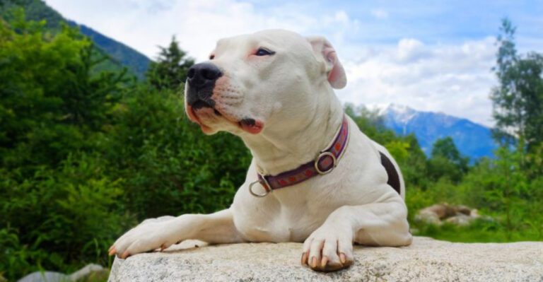 These 12 dog breeds are not for everyone and many owners learn that the hard way dog news