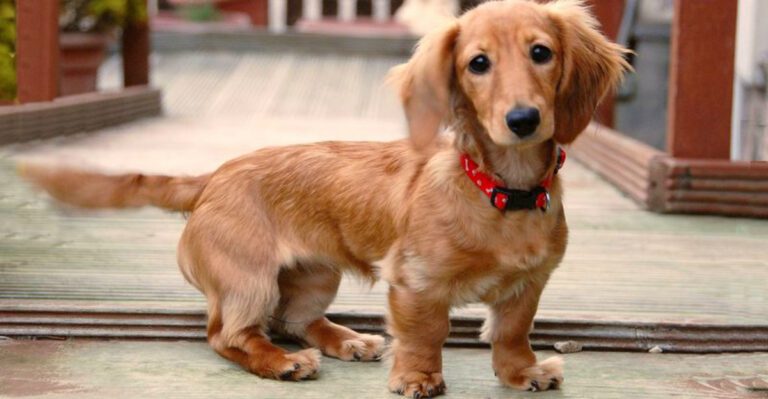 These 12 dog breeds arent always stubborn they simply dislike pressure dog news